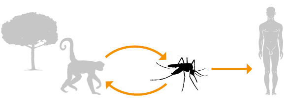 Mosquito Haemagogus ou Sabethes