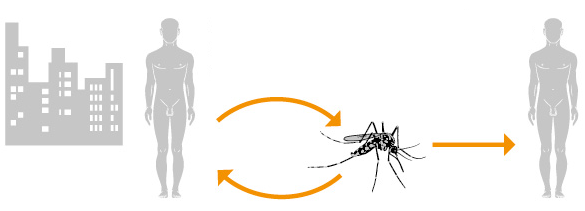 Mosquito Aedes aegypti